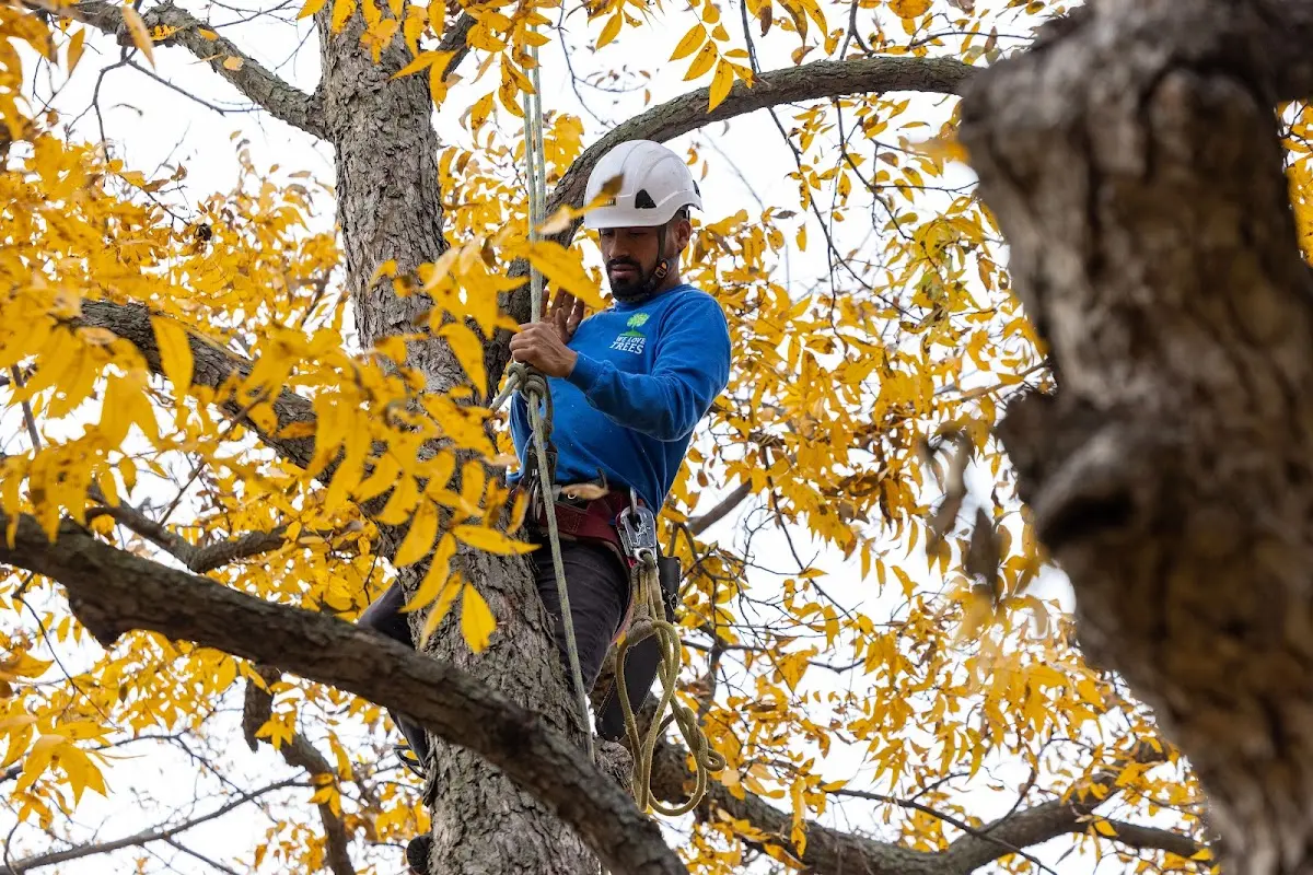 Skilled Tree Pruning crew working in Bala Cynwyd