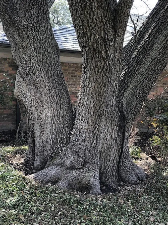 Mature heritage tree close to a Bala Cynwyd property cared for by certified arborists
